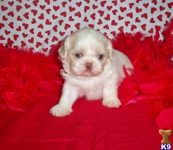 Shih Tzu Puppies